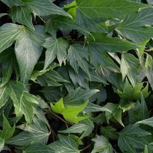 Hedera helix 'Green Ripple' ---